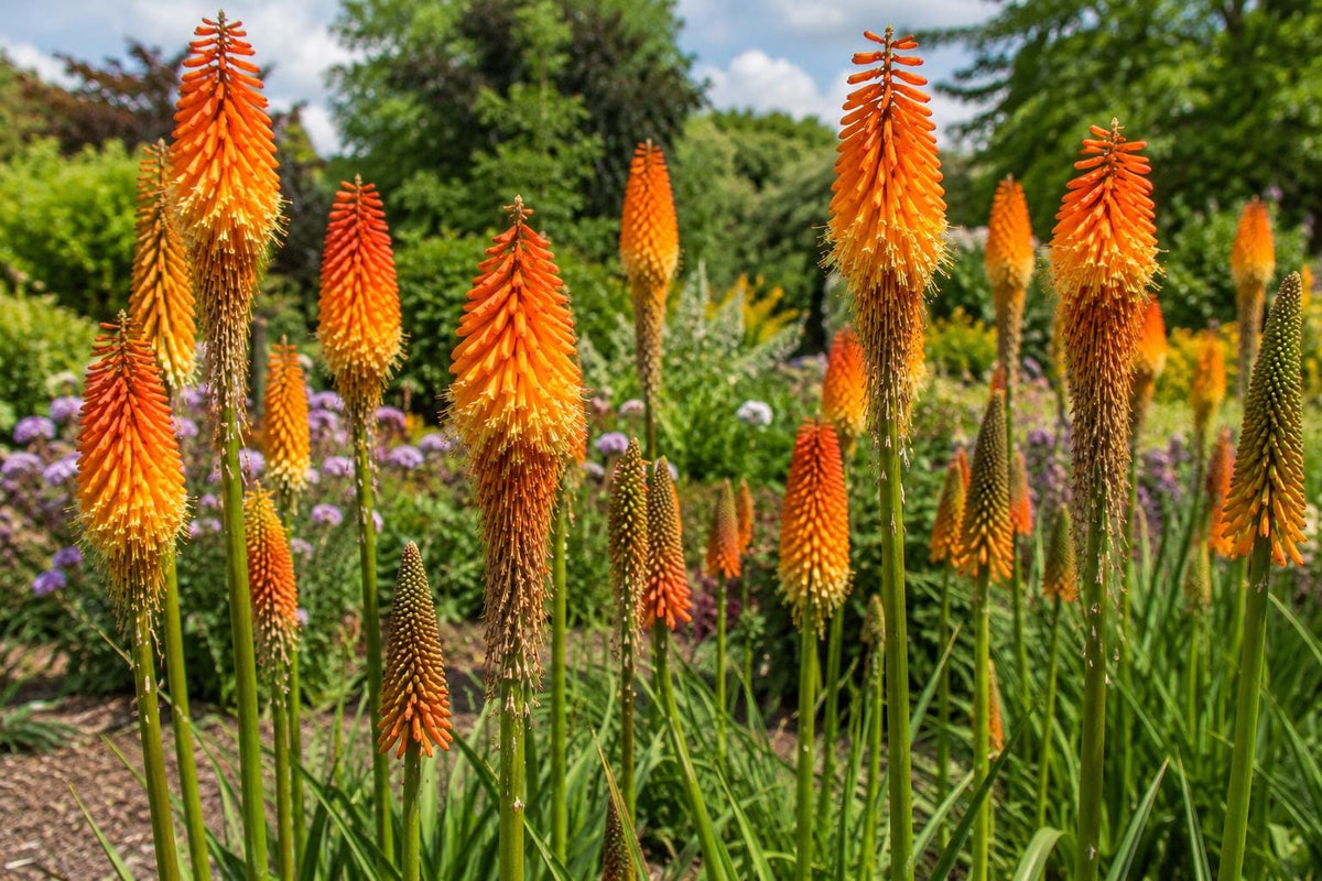 Red Hot Poker Plant - Live Perennial with Bright Orange Yellow Blooms - Kniphofia uvaria for Butterfly Garden and Landscaping