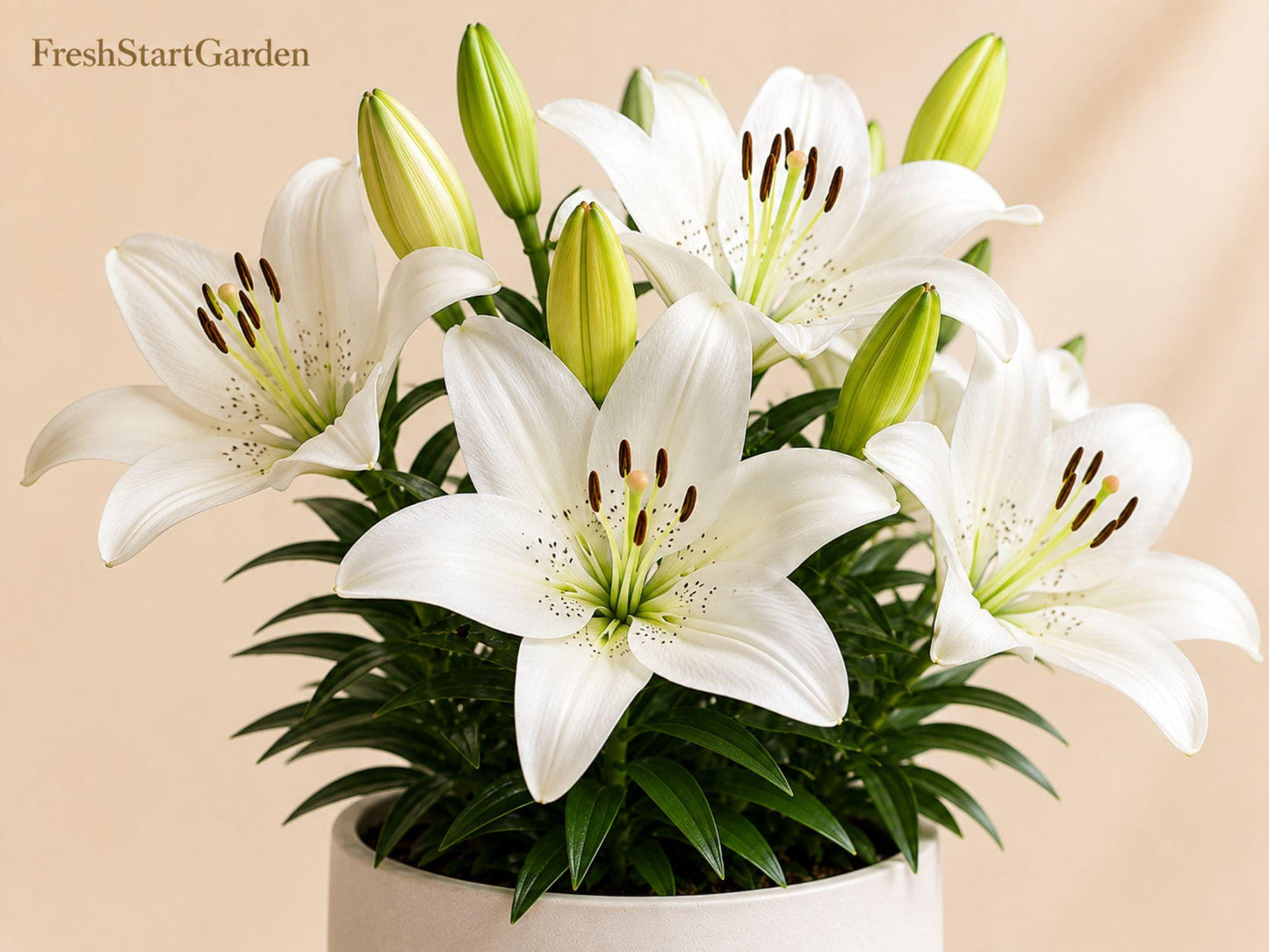 Navona White Asiatic Lily Bulbs - 5 Hardy Perennial Flower Bulbs - Lilium Asiaticum - Elegant White Blooms for Garden Borders