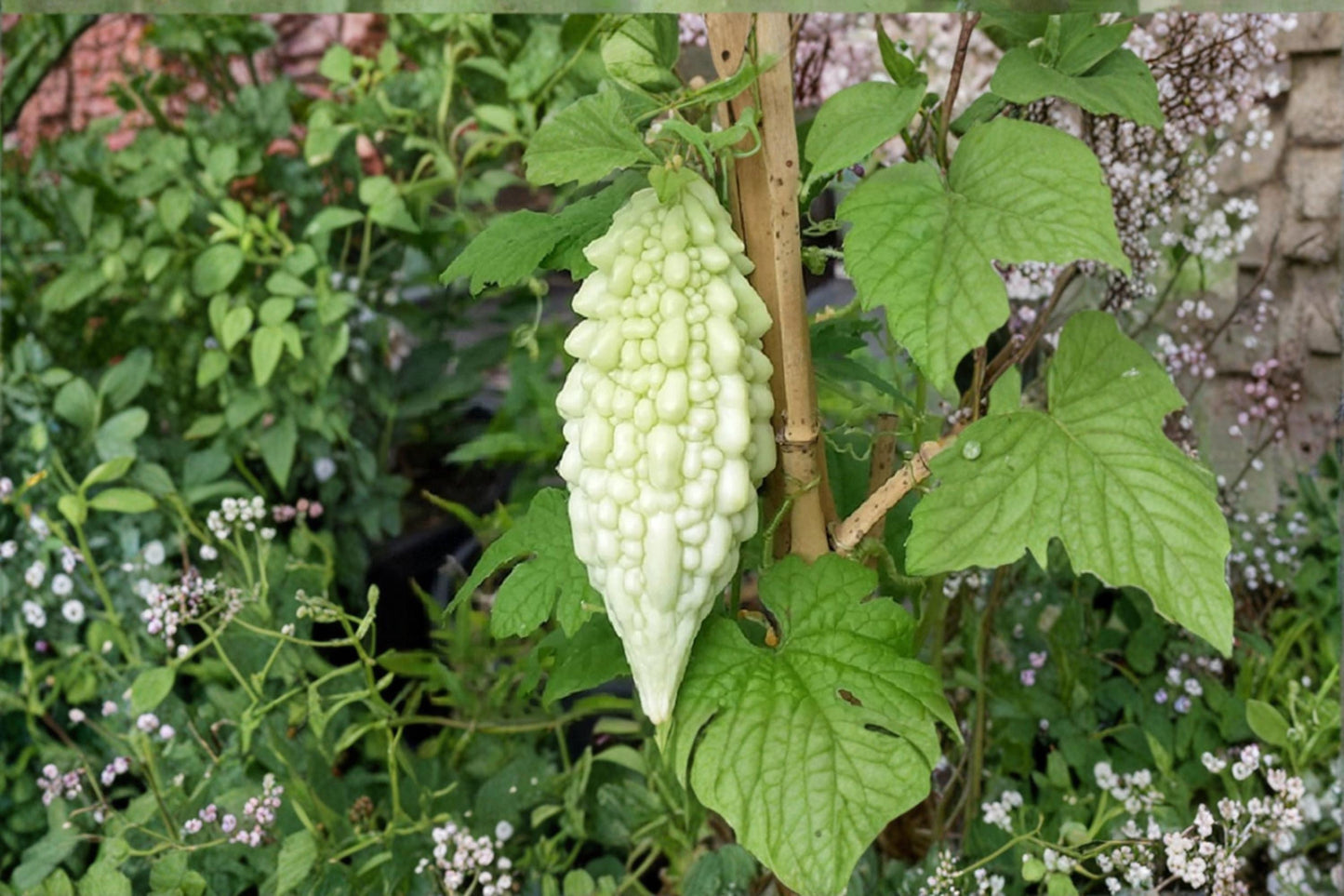 Bitter Gourd Seeds 20 Pack - Momordica charantia - Climbing Vine for Garden & Trellis, Edible Bitter Melon Plant Seeds