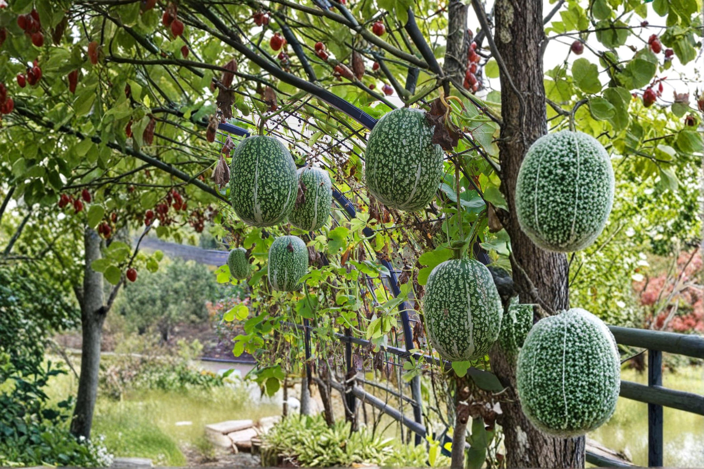 Shark Fin Melon Seeds - 10 Pack, Cucurbita ficifolia, Edible Gourd for Garden Planting, Vining Fruit Seeds, Outdoor Growth