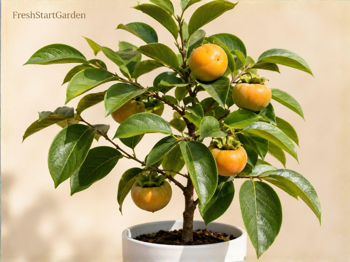 Native Persimmon Tree 6-12 Inches Diospyros virginiana Edible Shade Fruit Bare Root 5 Pack for Wildlife Gardens and Orchards