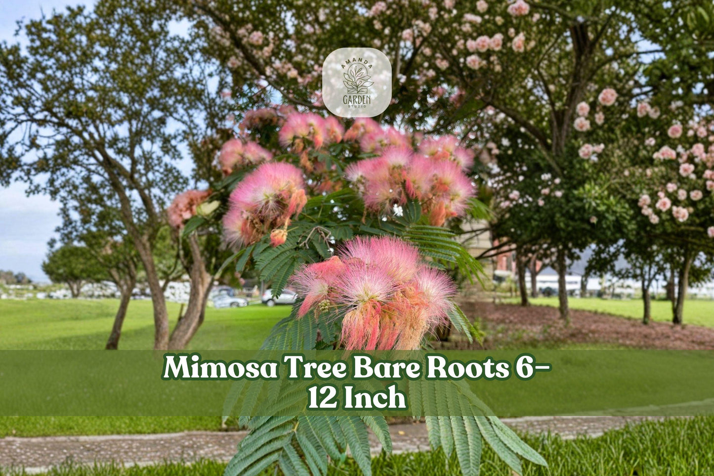 5 Bare Root Mimosa Trees 6–12 Inch | Albizia julibrissin | Pink Flowers | Ornamental Deciduous Seedlings for Landscapes