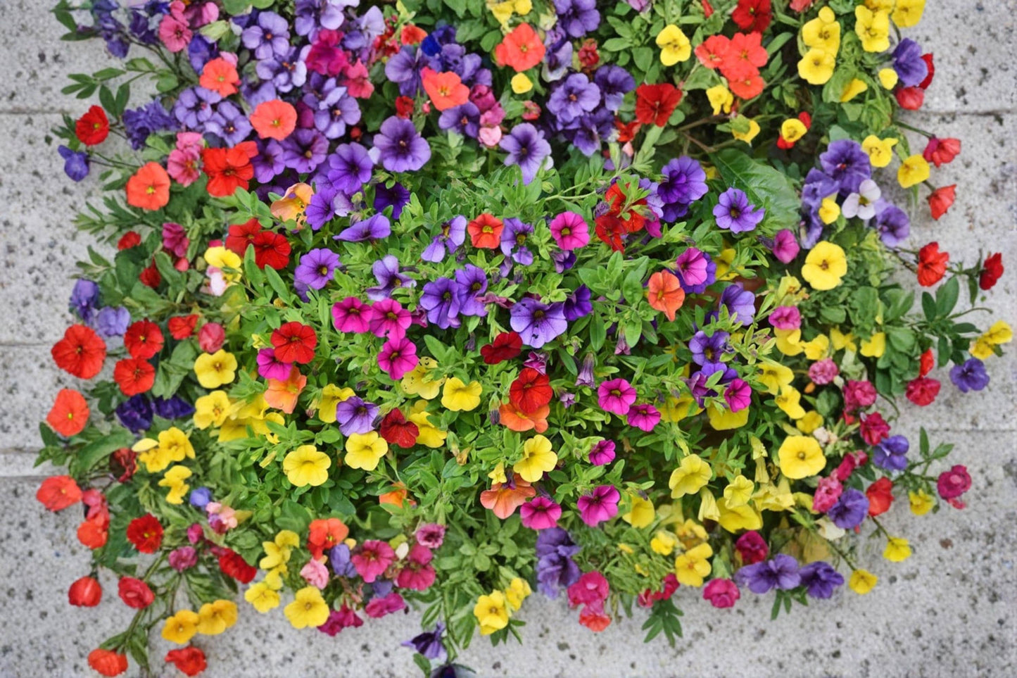 Petunia Seeds 200+ Mixed Color Annuals - Petunia × atkinsiana - Vibrant Blooms for Flower Beds, Containers & Baskets