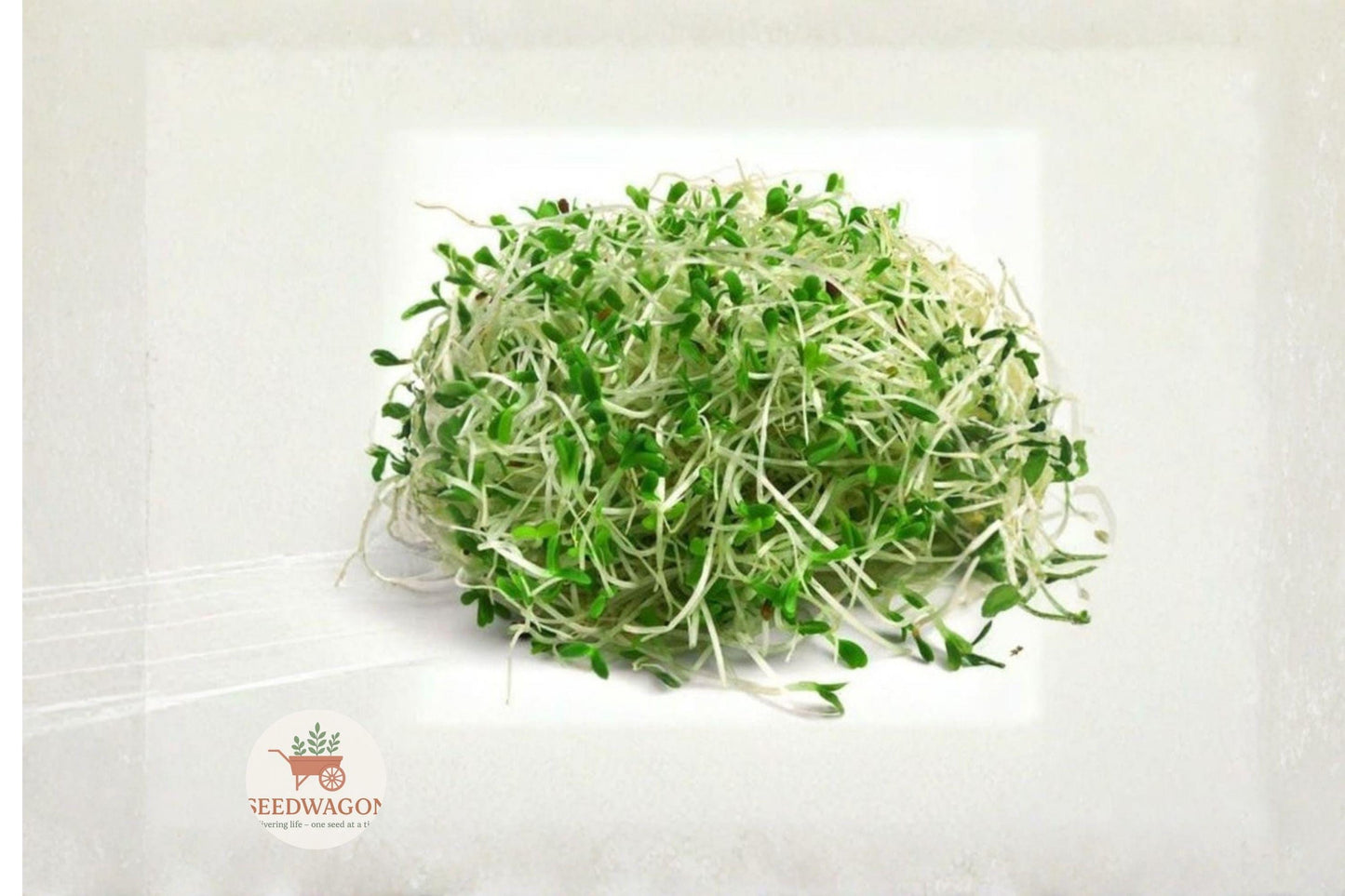 Alfalfa Sprout Seeds 1000 Count Heirloom Non-GMO Medicago sativa for Easy Indoor Sprouting and Fresh Salads
