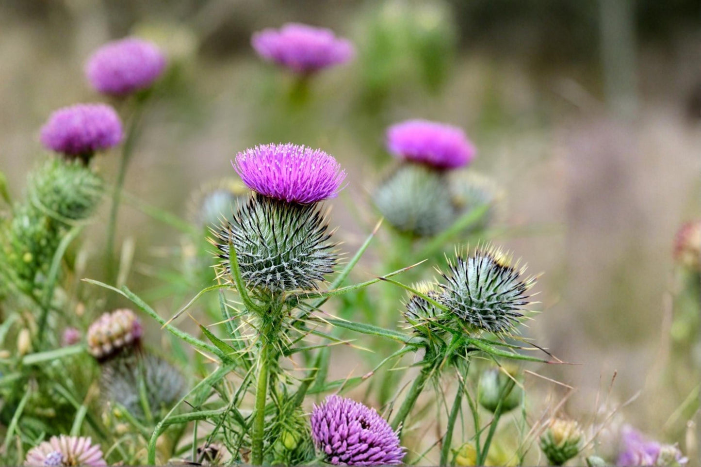 Swamp Thistle Seeds - 100 Pack - Cirsium muticum - Native Wildflower for Pollinator Gardens - Pink Purple Blooms