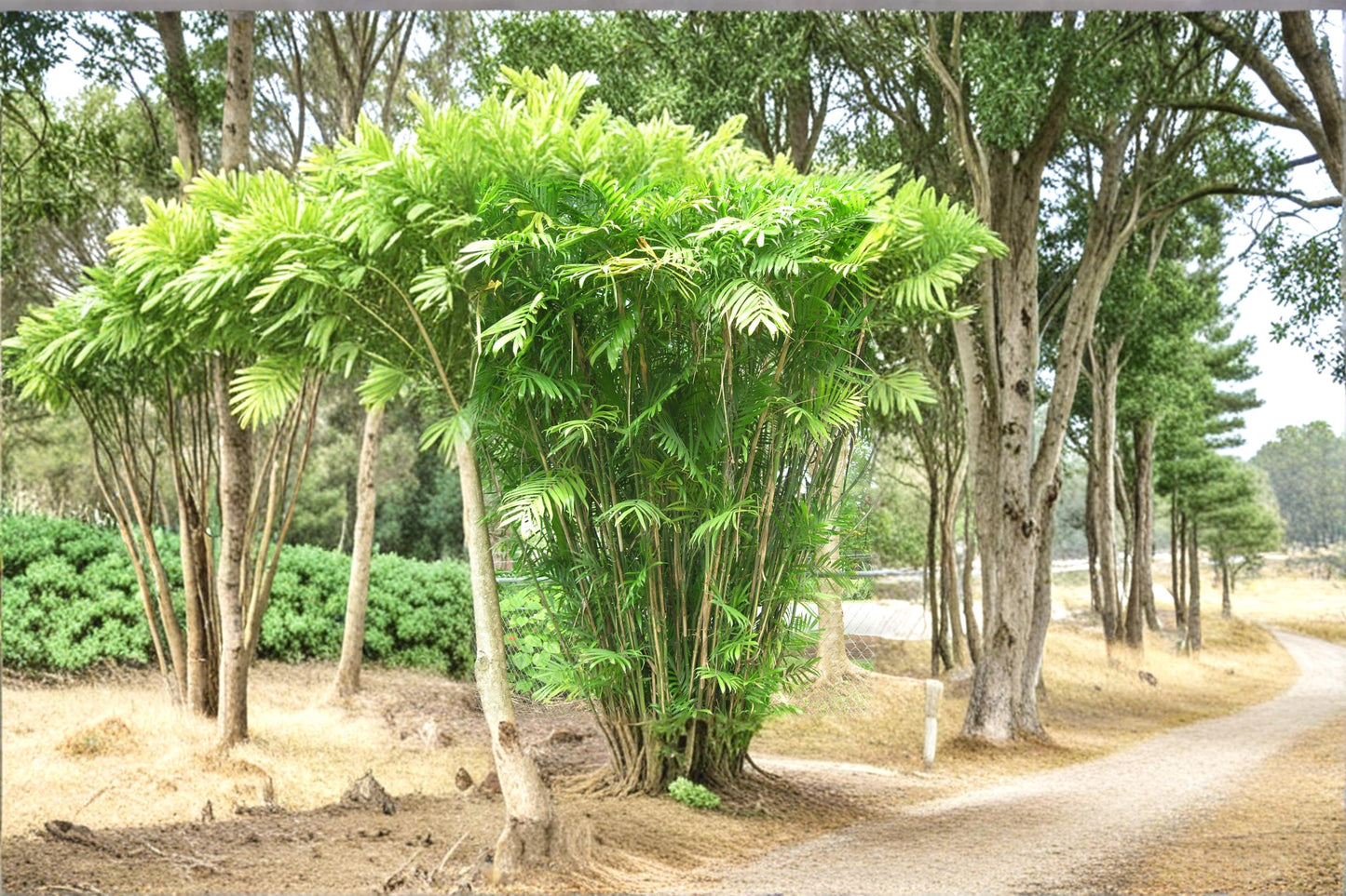 Bamboo Palm Seeds 10 Pack - Chamaedorea seifrizii - Tropical Indoor/Outdoor Plant - Ornamental Green Foliage