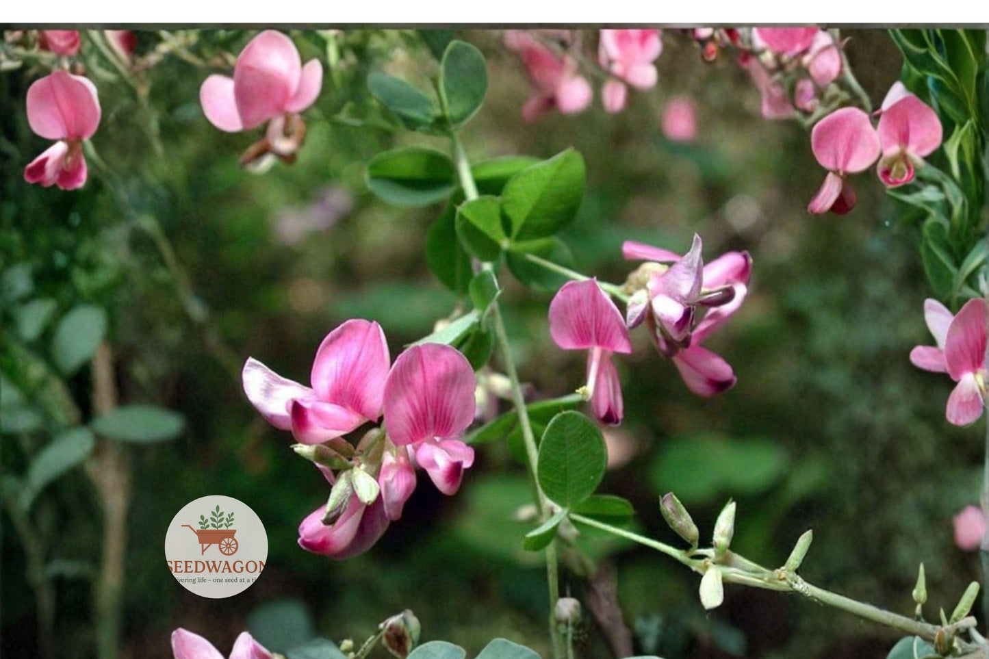 Korean Lespedeza Seeds - 100 Count - Nitrogen Fixing Ground Cover - Kummerowia stipulacea - Pink Purple Flowers - Wildlife Forage