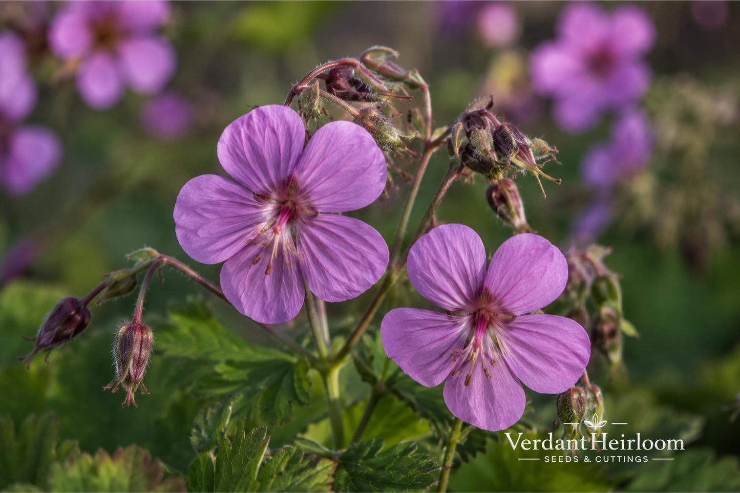 Big Root Geranium Plants - 3 Bare Root Perennials - Geranium macrorrhizum - Purple-Pink Flowering Groundcover