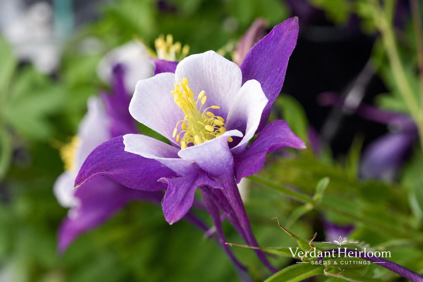 Early Bird Purple White Columbine Plant - 1 Bare Root Perennial - Aquilegia spp. - Shade Garden Flowering Plant