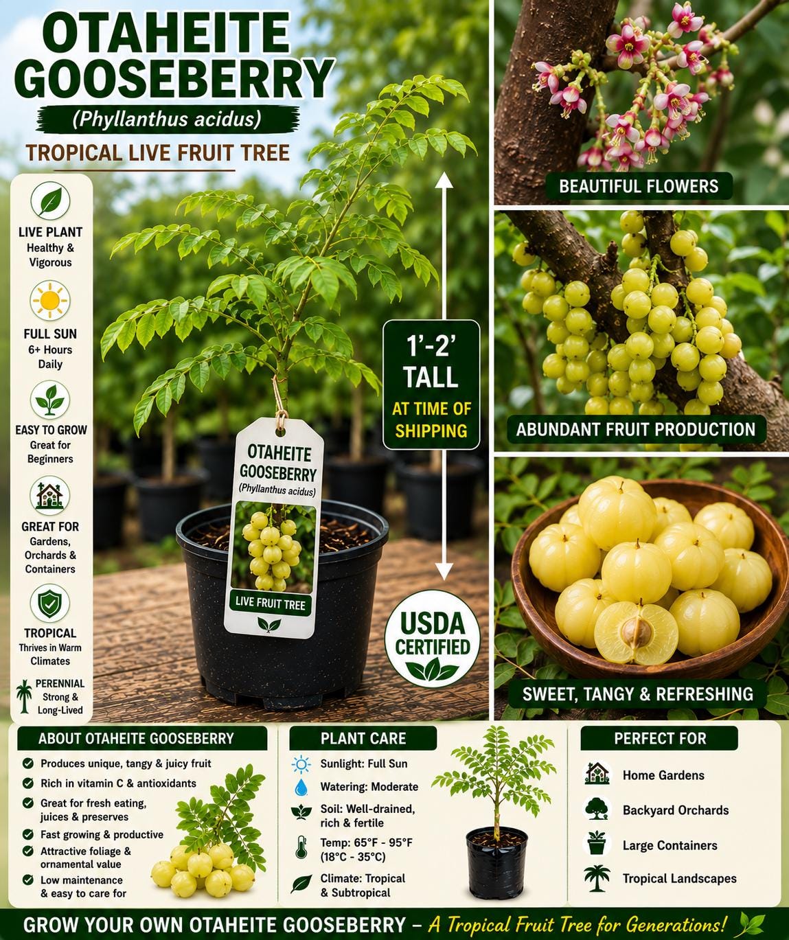 Otaheite Gooseberry Live Fruit Tree 1-2 Ft - Phyllanthus acidus - Non-GMO Edible Plant