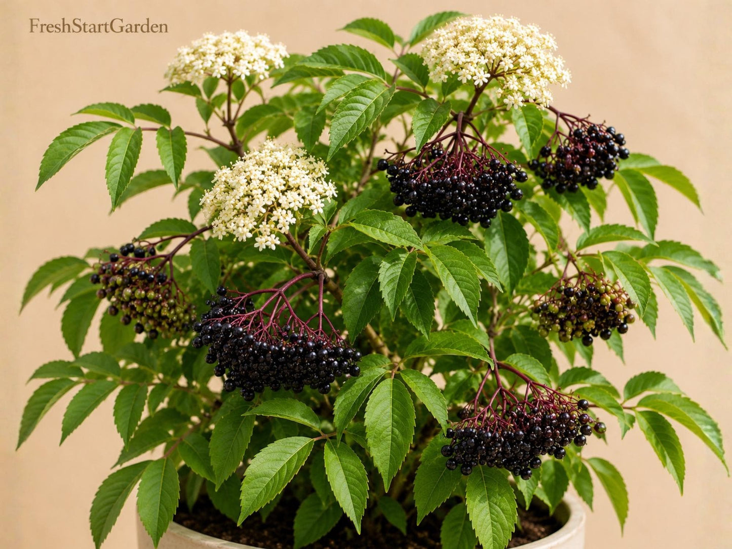 American Elderberry Starter Plant - 1 Dormant Live Rooted Shrub - Sambucus canadensis - Edible Landscaping, Fragrant Flowers, Purple Berries