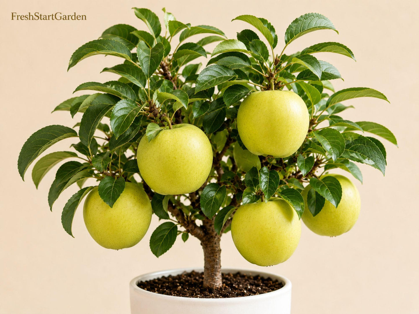 Mutsu Crispin Apple Bare Root Tree 18-24 Inch Grafted Malus domestica - Crisp Apples for Fresh Eating and Baking