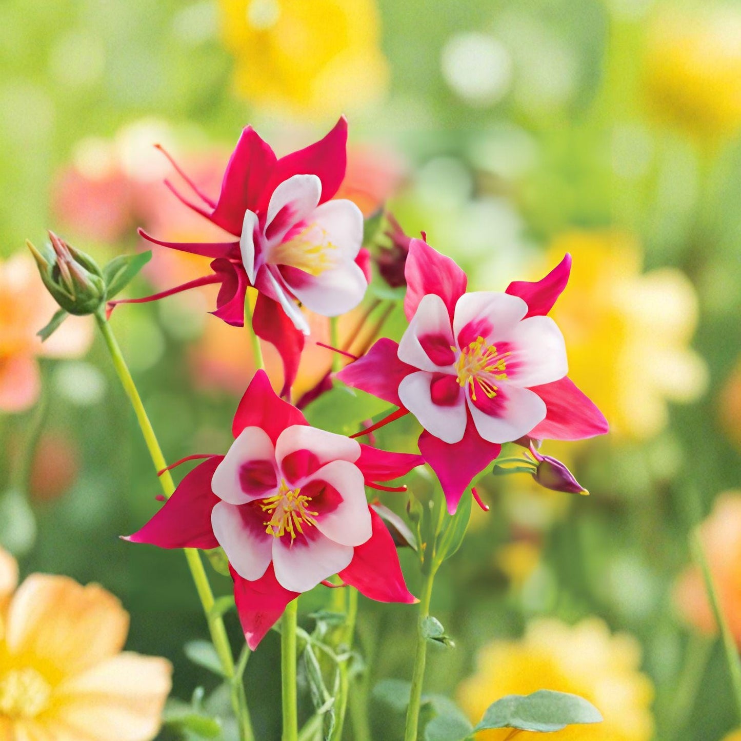 Early Bird Red & White Columbine Plant - Aquilegia - Hummingbird Favorite Perennial Wildflower - 1 Live Plant