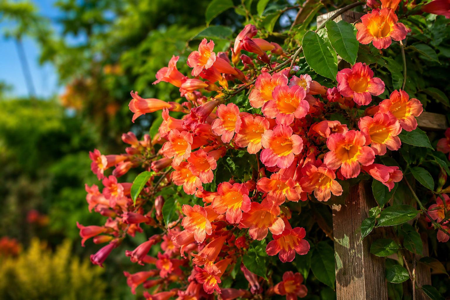 Bignonia Crossvine Starter Plant, Tangerine Beauty, Attracts Butterflies, Rooted Plant, Bignonia capreolata, Fast-Growing Vine