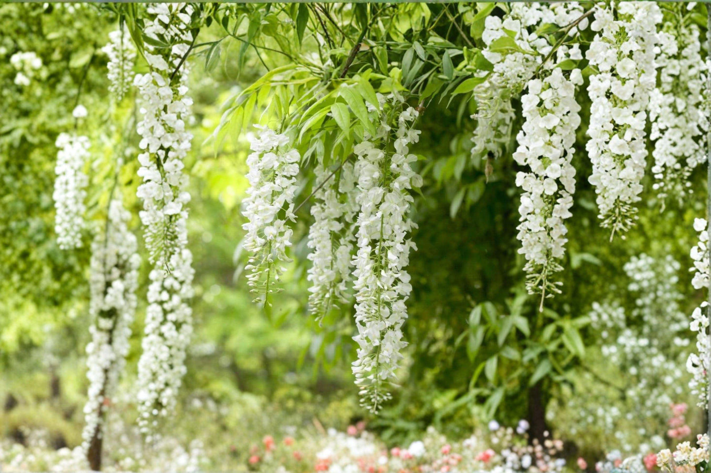 White Wisteria Cuttings - 5 Unrooted Cuttings - Wisteria floribunda - Flowering Climbing Vine for Propagation