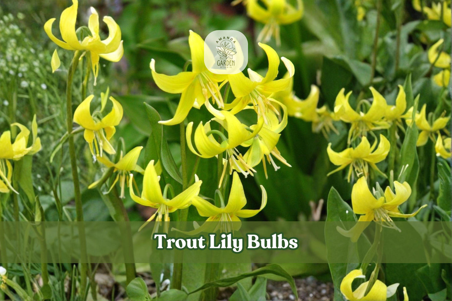 Trout Lily Bulbs - 5 Dormant Erythronium americanum Yellow Wildflower Bulbs for Shade Gardens, Woodland Planting, Native Perennial