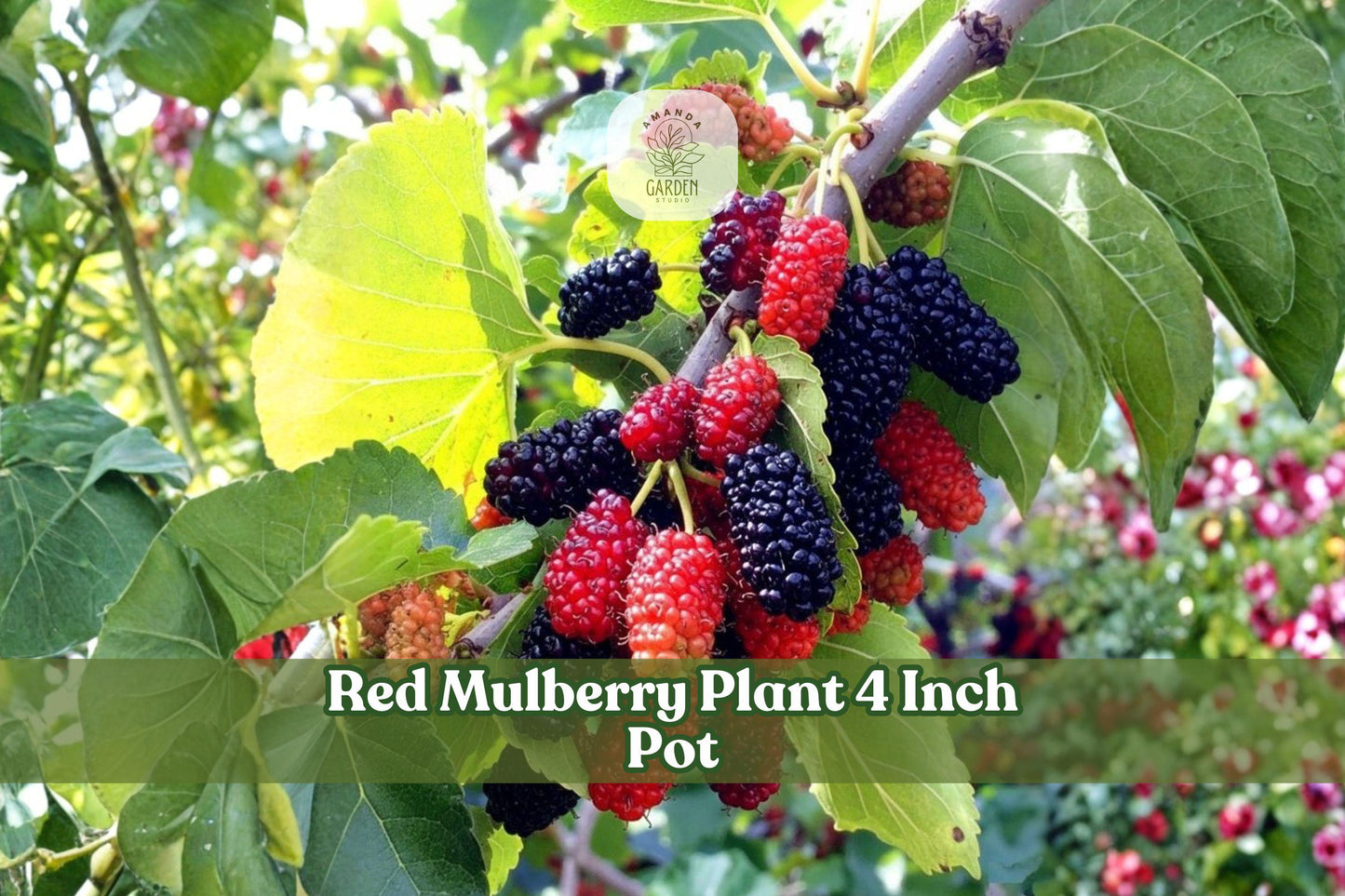 Red Mulberry Plant 4 Inch Pot | Morus rubra Live Seedling | Deciduous Native Tree for Landscape & Woodland Gardens