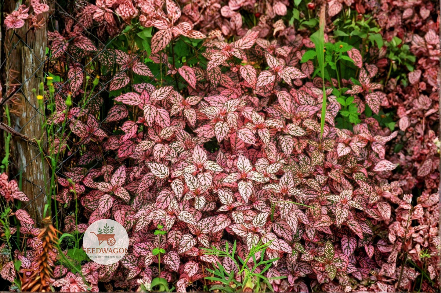 Pink Polka Dot Plant Seeds 10 – Hypoestes phyllostachya Splash Select – Vibrant Pink Speckled Foliage for Indoor Gardens