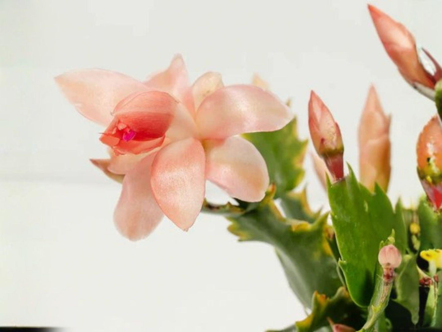 Nutbush City Limits Christmas Cactus Starter Plant | Schlumbergera Truncata | Exotic Holiday Blooming Houseplant