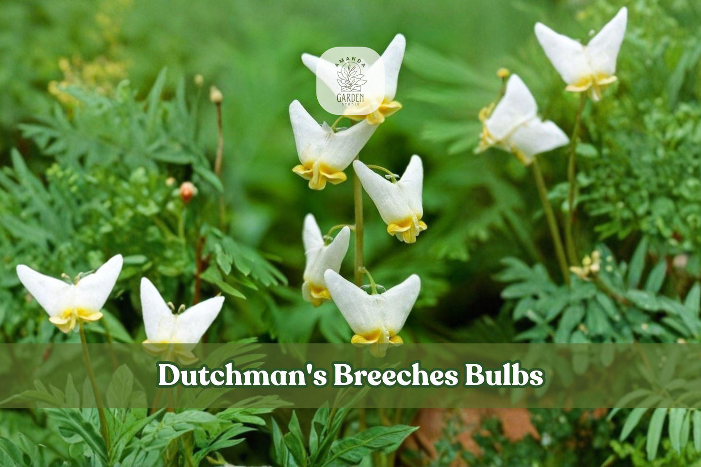 Dutchman's Breeches Bulbs | 5 Bare Root Perennial Wildflowers | Dicentra cucullaria | White Spring Flowers for Shade Gardens