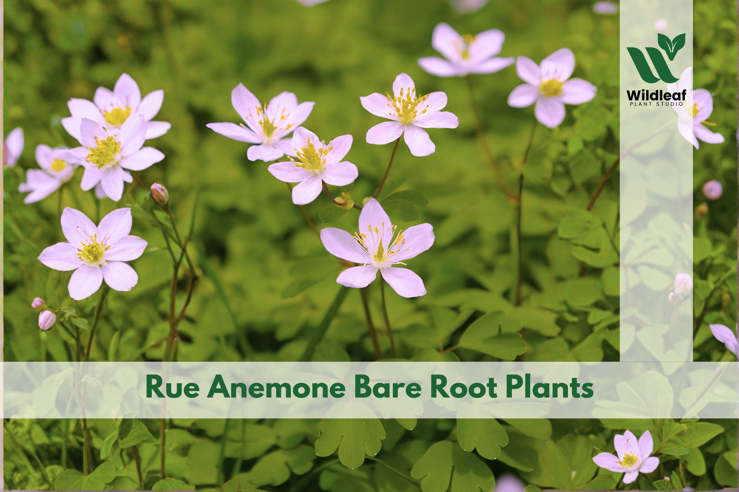 Bare Root Perennial Plants - 3 Rue Anemone (Anemonella thalictroides) - Native Woodland Wildflower for Shade Gardens
