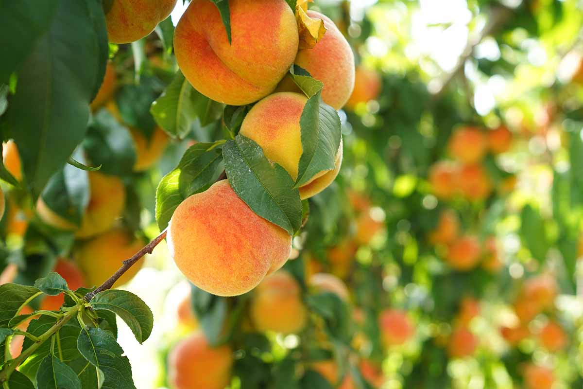 California Peach Cuttings - 7 Live 6" Cuttings, Edible Fruit Tree, Prunus persica, Propagation for Zones 5-9