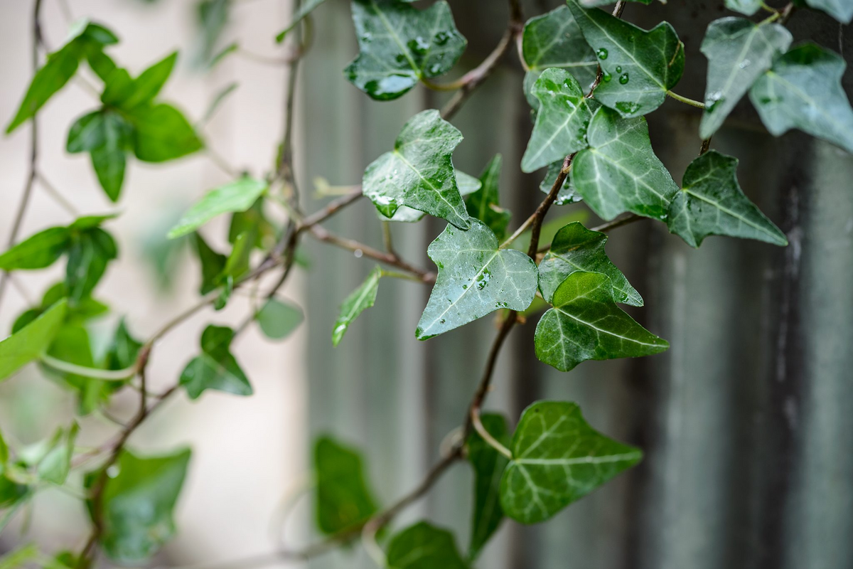 12 English Ivy Cuttings - Live Plant - Hardy Climbing Vine - Hedera helix - Indoor/Outdoor - Low Maintenance - Fast Growing
