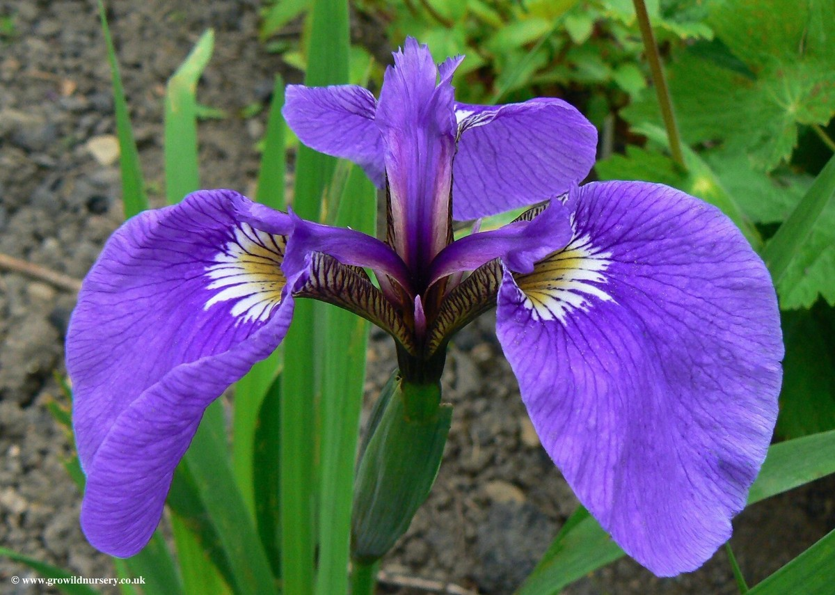 Iris Setosa Seeds - 100 Count - Purple-Blue Wild Iris - Alaska Harvested - Perennial - Cold Stratification - Zone 3-9