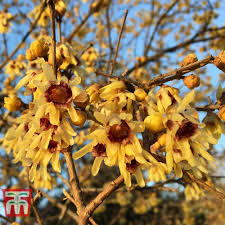 10 Wintersweet Tree Seeds | Chimonanthus praecox | Non-GMO Fragrant Yellow Blooms | Ornamental Shrub for Cold Seasons