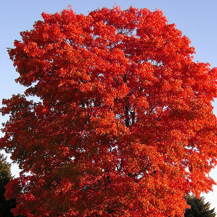 Red Maple Tree Cuttings, 12 Live Clippings, Color-Changing Foliage, Acer rubrum, USDA Zones 3-9, Wildlife Habitat