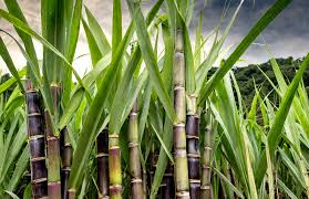 Rooted Sugarcane Plant 8" - Saccharum officinarum, Sweet Juicy Cutting, Ready to Plant, Easy to Grow for Garden or Container