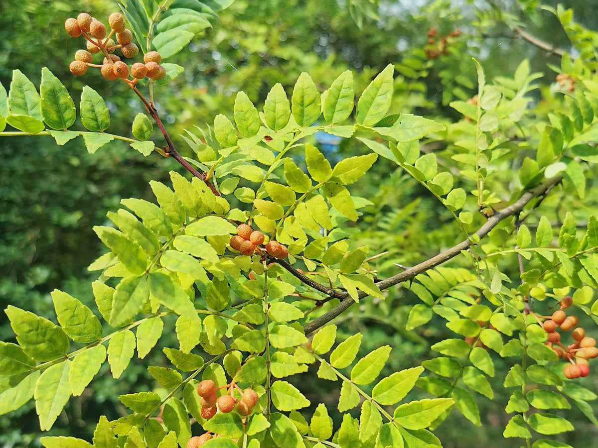 Sansho Pepper Tree Cuttings - 4 Pcs, Zanthoxylum piperitum, Fragrant Culinary Herb, Rare Japanese Flavor Plant