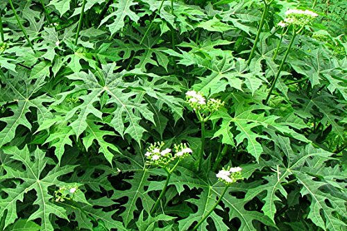 12 Chaya Cuttings Unrooted 6-8” Deep Lobed Organic Edible Plant Cnidoscolus aconitifolius, Fast-Growing for Propagation