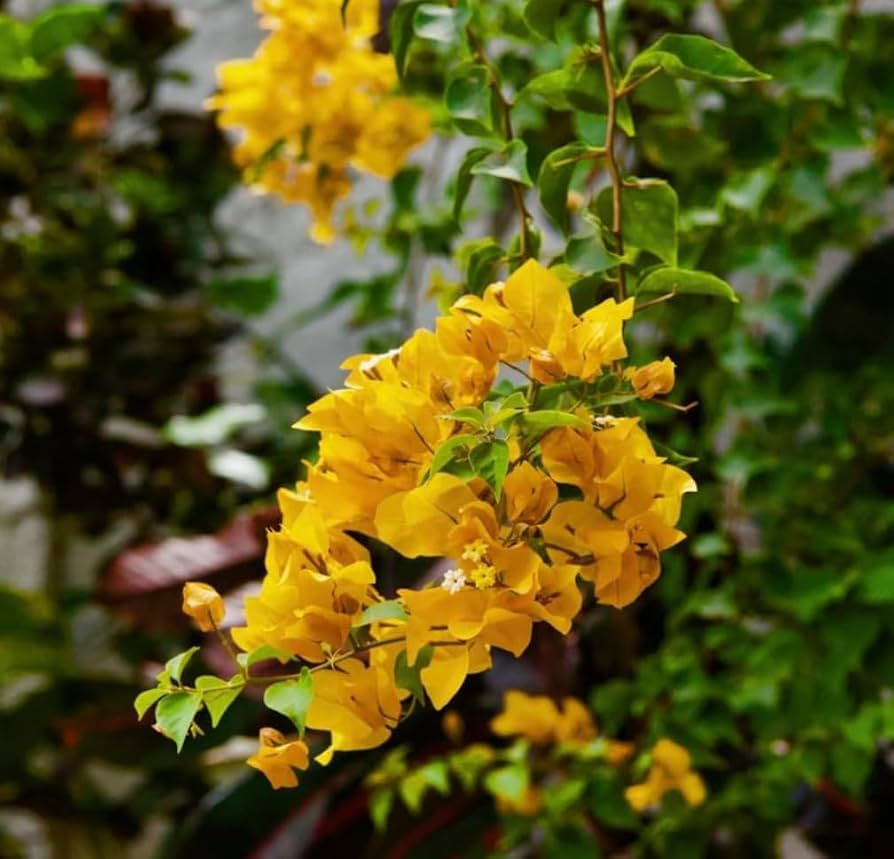 Bougainvillea Live Plant - California Gold - Gold Bracts Fading to White - Drought Tolerant - Bougainvillea spp. - Zones 9-11