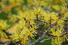 Witch Hazel Shrubs - 12–18” Bare Root Hamamelis virginiana - Native Flowering Plant for Fall Color & Wildlife