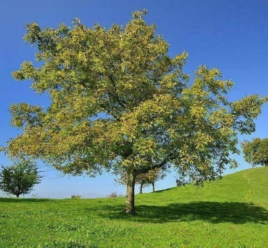 Black Walnut Tree - 12–24” Bare Root Juglans nigra | Hardy Nut Tree for Shade & Edible Landscapes