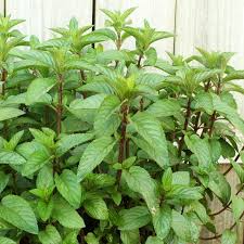Chocolate Mint Plant - 8" Small Bush - Mentha x piperita - Fresh Aromatic Herb for Tea & Cooking - Easy to Grow
