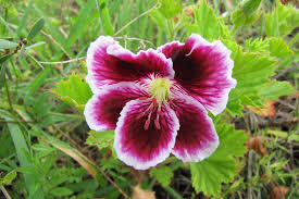 Regal Geranium Cuttings (3) - Unrooted Pelargonium - Full Sun - Pelargonium domesticum - Easy Propagation for Outdoor Gardens