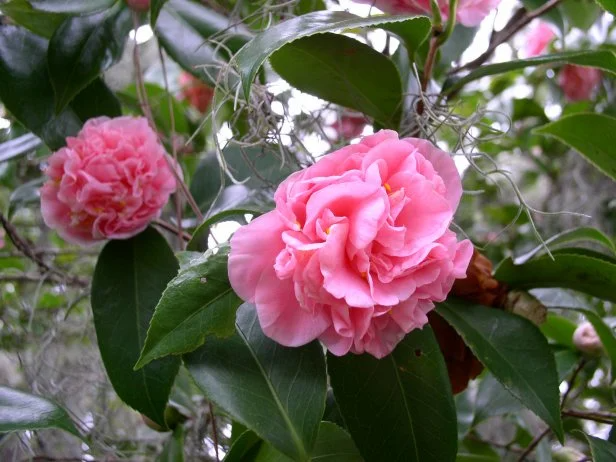 Unrooted Cuttings 5 Pack Camellia Flowering Shrubs Pink Red White Blooms Camellia japonica for Propagation
