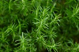 Rosemary Cuttings - 6 Live 4-6" Unrooted Cuttings, Rosmarinus officinalis, Evergreen Herb for Culinary Use
