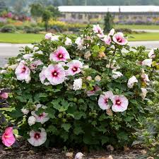 3 Live Hibiscus Cuttings - Angel Eyes Variety (Hibiscus rosa-sinensis) - Tropical Flowering Plant for Propagation