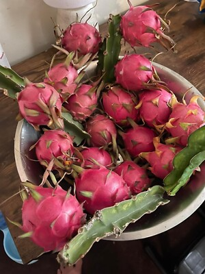 Dragon Fruit Cuttings 8-12 Inches Random Variety Red Yellow White Purple Pink Hylocereus Cactus Edible Tropical Plant