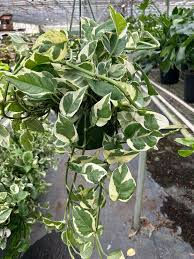 Pothos Ivy Cuttings Combo - 6 Cuttings: Marble Queen, Brazil, N'Joy - Easy Care Indoor Plants, Air Purifying, Low Light - Epipremnum aureum