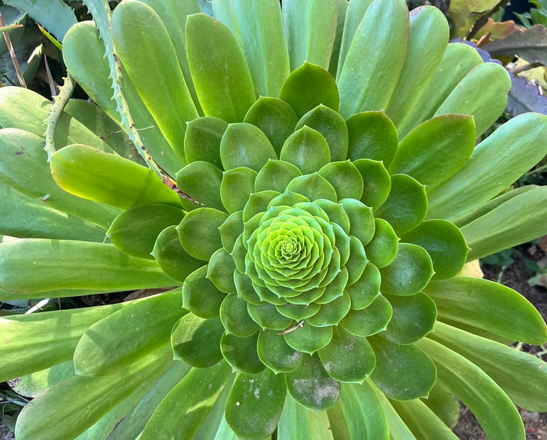 2 Unrooted Aeonium Arboreum Cuttings 2-4" – Succulent for Grafting and Propagation – Aeonium Tree
