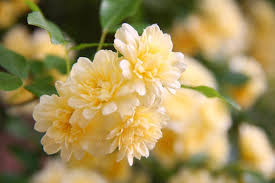 Lady Banks Rose Cuttings - 4 Count - Thornless Yellow Blooms - Rosa banksiae - Organic USA Grown