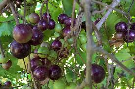 Muscadine Grape Vine Cuttings, 12 Live Clippings, Vitis rotundifolia, Native Fruit, USDA Zones 7-10, Thick-Skinned Grapes
