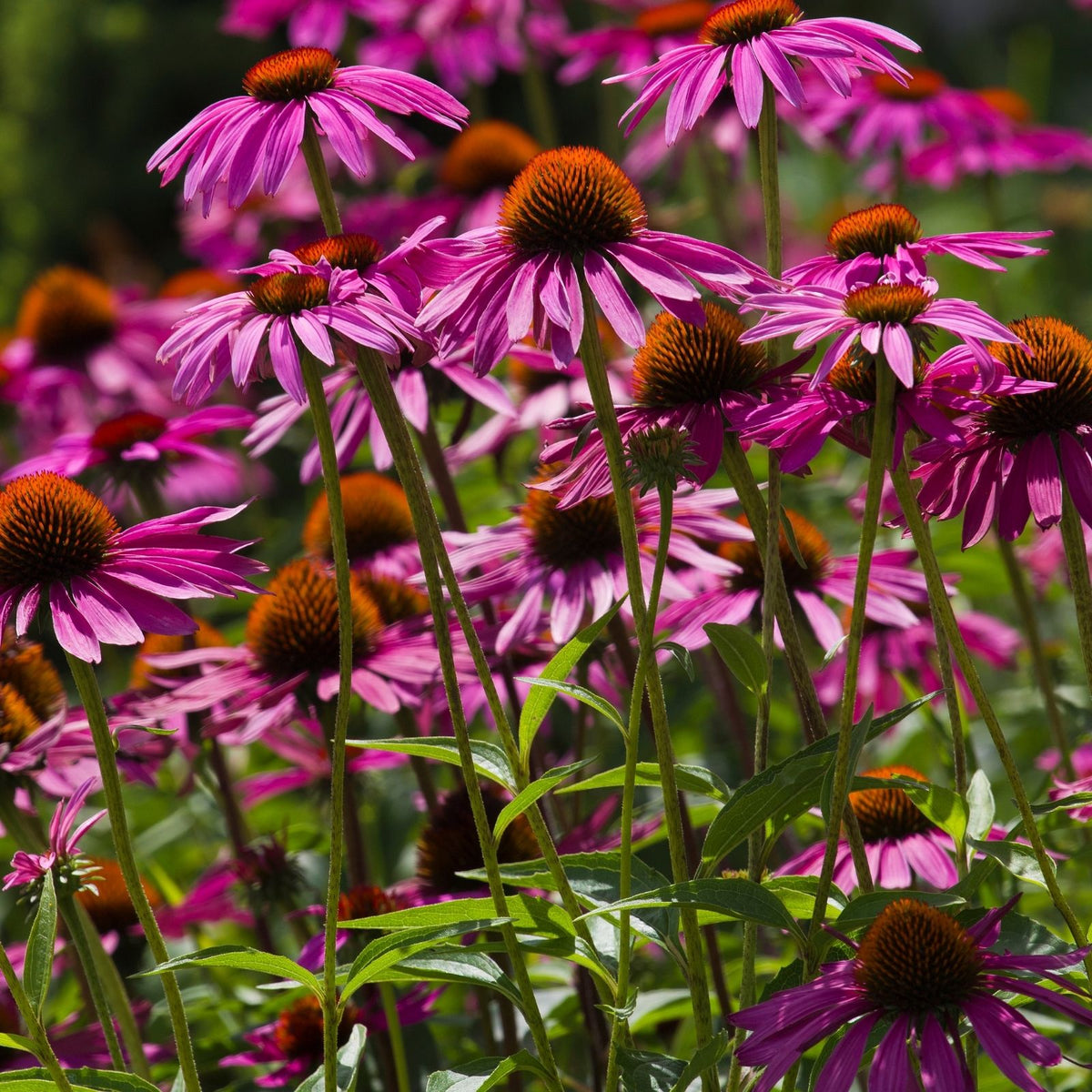 500+ Purple Coneflower Seeds | Echinacea purpurea | Non-GMO Perennial Wildflower for Pollinator Gardens