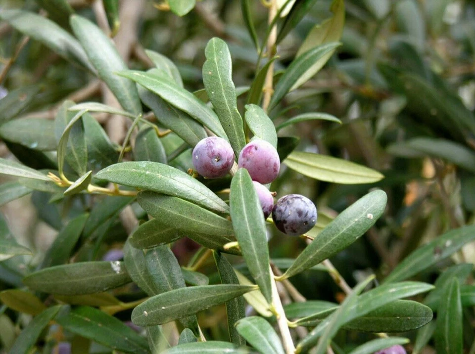 Arbequina Olive Tree Starter Plant 5+ Inches Drought Tolerant Olea Europaea for USDA Zones 8-11, Evergreen Fruit Tree