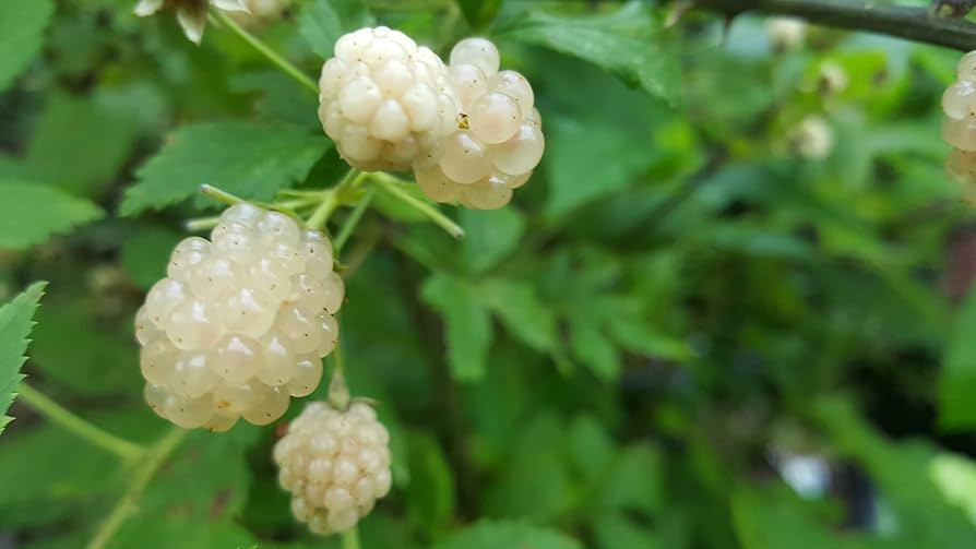 5 Snowbank White Blackberry Plants - Rubus fruticosus | Live Starter Plants for Edible Gardens & Berry Patches