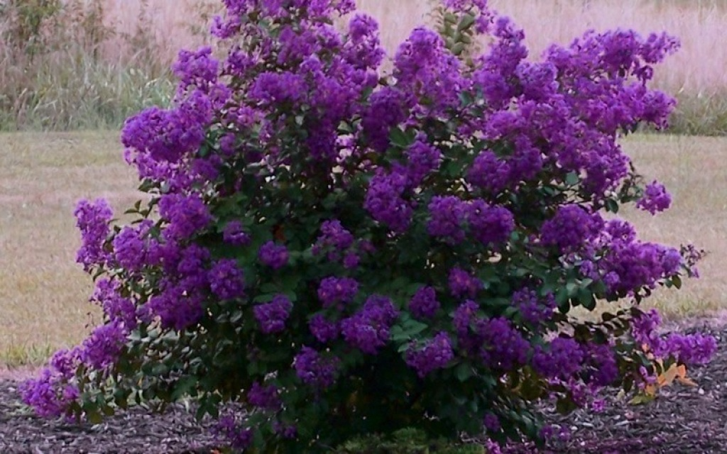 Dark Purple Crepe Myrtle Plants, 6" Rooted Cuttings, Lagerstroemia, Deciduous Shrub, USDA Zones 7-9, Full Sun
